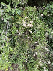 Clematis drummondii