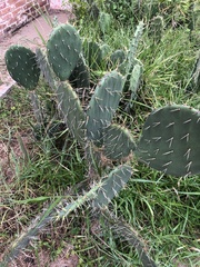 Opuntia