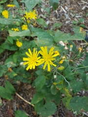 Hieracium maculatum