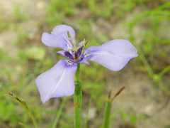 Herbertia lahue