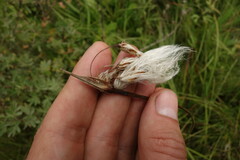 Eriophorum