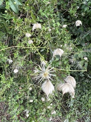 Clematis drummondii