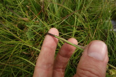 Eriophorum