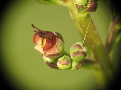 Scrophularia auriculata