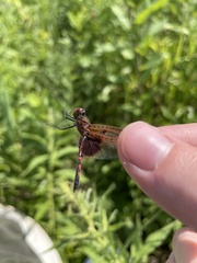 Celithemis elisa