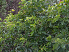 Clematicissus simsiana