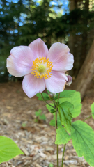 Eriocapitella hupehensis