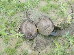 Utterbackiana suborbiculata