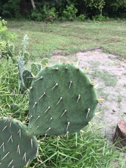 Opuntia