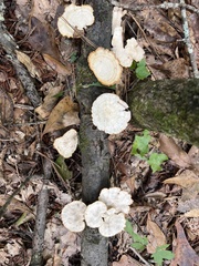 Mycorrhaphium adustum