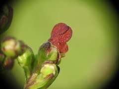 Scrophularia auriculata