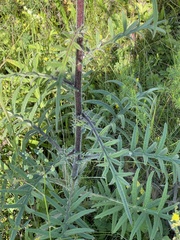 Cirsium decussatum