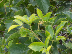 Clematicissus simsiana