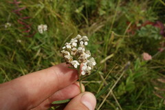 Achillea alpina