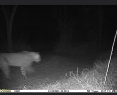 Panthera pardus pardus