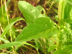 Scrophularia auriculata