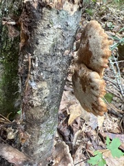 Mycorrhaphium adustum