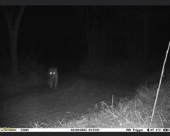 Panthera pardus pardus