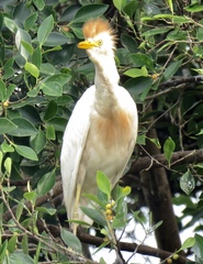 Bubulcus ibis