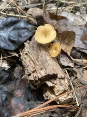 Lentinus arcularius