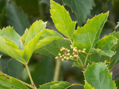 Clematicissus simsiana