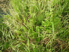 Scrophularia auriculata