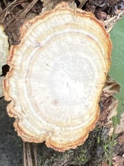 Mycorrhaphium adustum