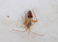 Pseudomegacoelum beckeri