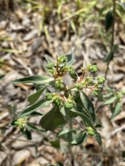 Euphorbia davidii