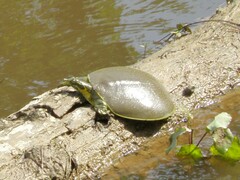 Apalone spinifera pallida