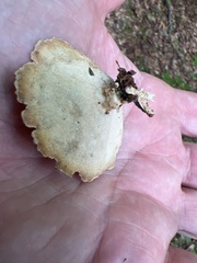 Mycorrhaphium adustum