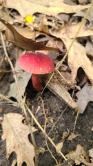 Gyroporus purpurinus