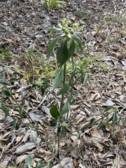 Euphorbia davidii
