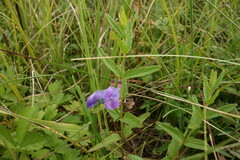 Scutellaria scordifolia