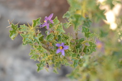 Solanum humile
