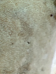 Mycorrhaphium adustum