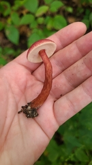 Gyroporus purpurinus