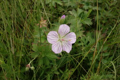 Geranium wlassovianum