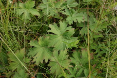 Geranium wlassovianum