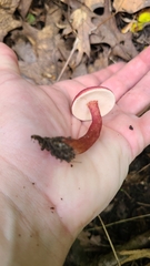 Gyroporus purpurinus