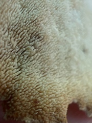 Mycorrhaphium adustum