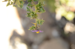 Solanum humile