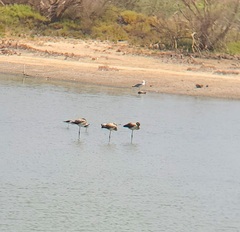 Phoenicopterus roseus