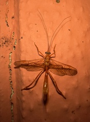 Macrocentrinae