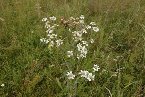 Image of Achillea acuminata by (c) Aleksei Baushev, some rights reserved (CC BY)