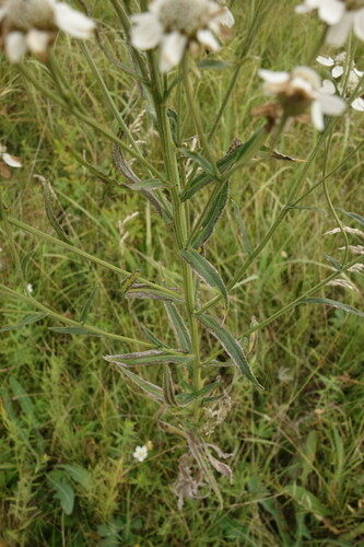 Image of Achillea acuminata by (c) Aleksei Baushev, some rights reserved (CC BY)