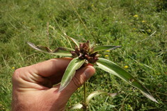 Gentiana macrophylla