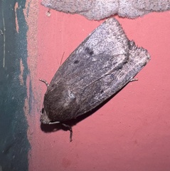 Amphipyra tragopoginis