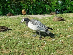 Branta leucopsis