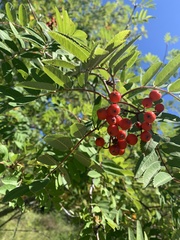 Sorbus decora